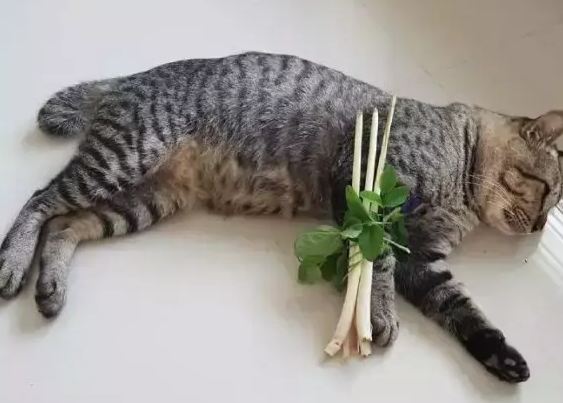 猫咪把腿弄伤了，铲屎官给它做了一个架子，猫咪：我不要面子啊