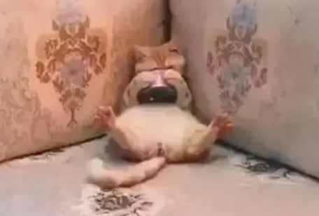 猫咪躺沙发上吃罐头，抱罐头的姿势像小孩