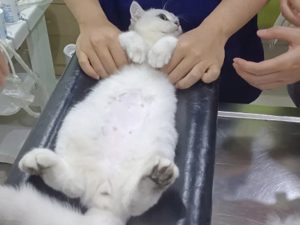 上了手术台的猫咪，一脸绝望：我还没当爸爸，就要当“公公”了！