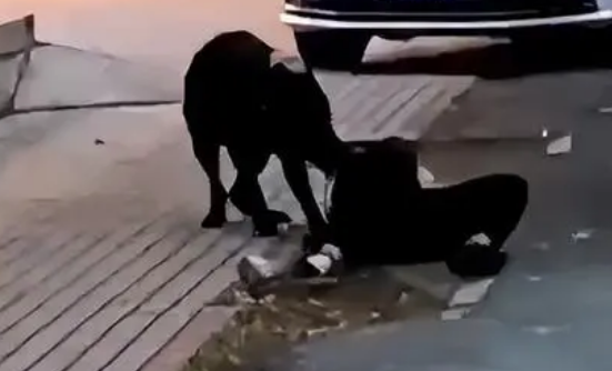 恶犬再伤人！大型黑狗当街撕咬61岁女子，颈动脉断裂