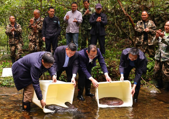 我国特有珍稀物种大鲵在南山国家公园黄桑片区野外成功放归