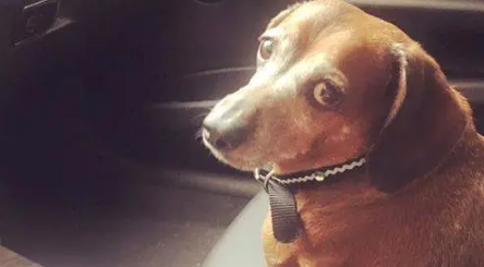 奶奶饲养大的腊肠犬，胖得像一只“猪”，减肥后判若两狗