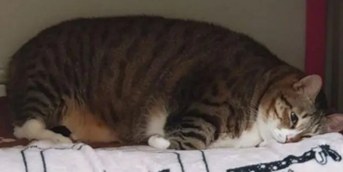 每次叫家里的猫咪起床时，猫咪都会赖上一会，赖床比铲屎官还厉害