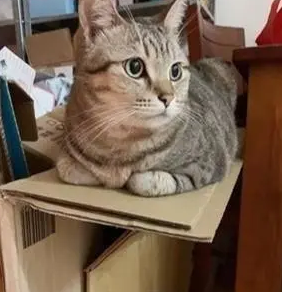 会“轻功”的猫，趴在悬空纸箱上睡觉，箱子还能纹丝不动