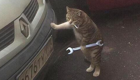 生活不易，现如今猫咪都是个体户了，它自己“经营”修车行 