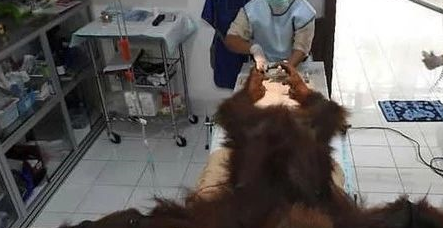 母猩猩身中74弹倒下，双眼失明、孩子脱水而死，凶手仍未找到