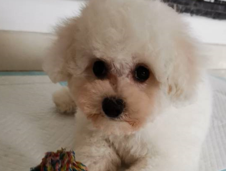 主人一个举动，惹的比熊犬泪流满面，网友：真是个玻璃心的家伙！