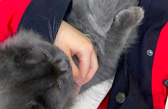男孩用刀戳猫眼用门夹头，事后家长拒绝道歉，还辩解他只是个孩子