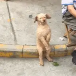 小泰迪成天跟爷爷出门，模样秒变狗爷，路人看了笑弯腰…… 