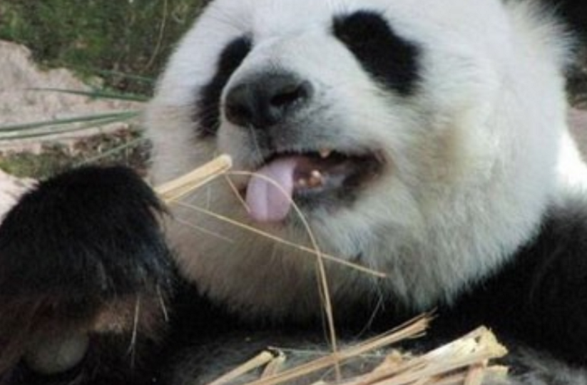 泰国“熊猫”不受宠，食物难以下咽磨坏牙齿，粉丝：不要养了 
