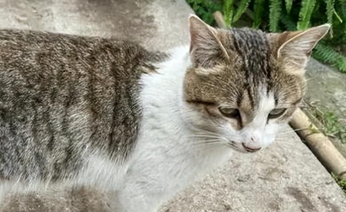 流浪猫难驯服，铲屎官犹豫是否放弃