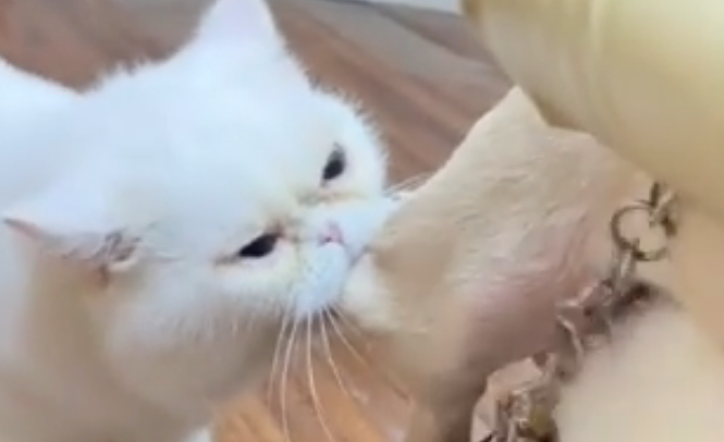 狗子生病针灸猫咪急出眼泪