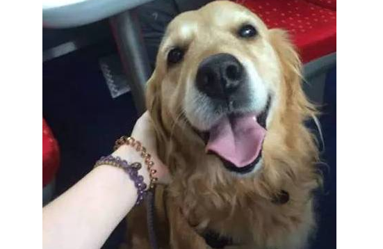 黄金猎犬在车厢走来走去到处搭讪乘客，竟只为这个搞笑的理由！