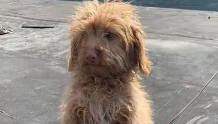 泰迪狗狗在流浪，跟路过的人乞讨，拱手的样子让人心疼