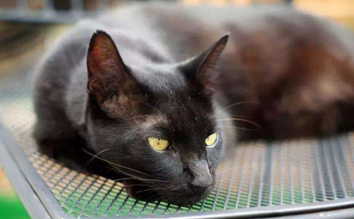 哈瓦那棕猫
