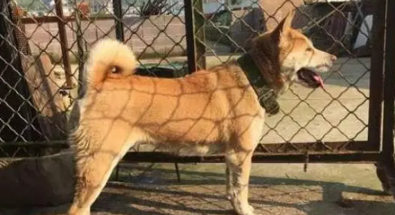 土狗在家乱咬东西，只好把它送回老家看门，狗：还是农村好