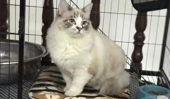 这只布偶猫不让网友抱，看到网友过去它就跑，因为……