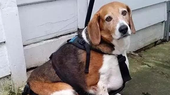 由于主人患有失忆症，导致这只比格犬几乎都被喂成了猪...