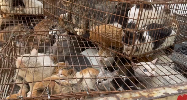解救猫车600只猫后续，首次领养活动成功举办