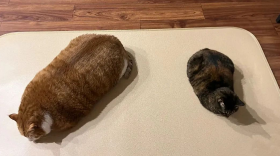 两猫一起长大，体型却差了不止一倍，橘猫：怪我太能吃了？