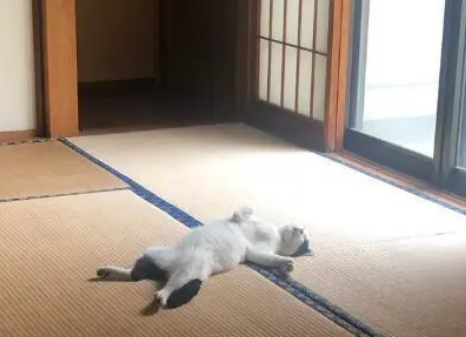 流浪猫进门后反客为主，躺客厅呼呼大睡