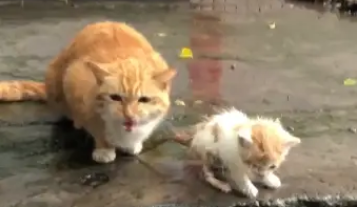 橘猫一脸忧心忡忡看着淋雨小猫，网友上前问：这是你的孩子吗？ 