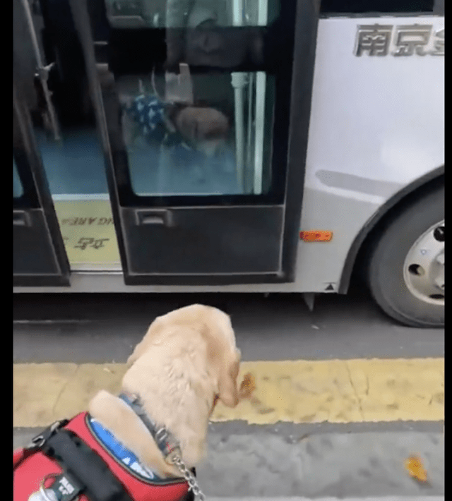 导盲犬想带主人上公交车，没想到司机立马关门开走了，它有多伤心 