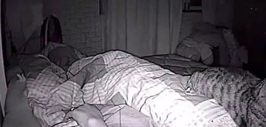 铲屎官装了摄像头想看看猫咪晚上都在干什么，结果也是非常有爱了
