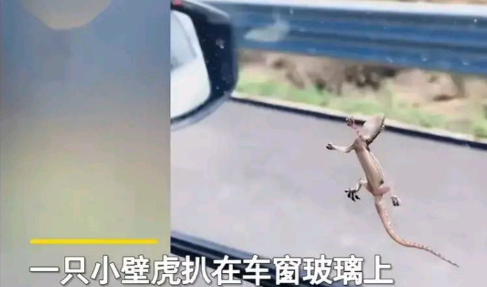 广州茂名，女子开车回老家，壁虎贴在车窗外一路跟随 
