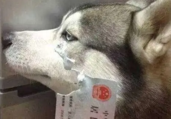 哈士奇到底有多蠢