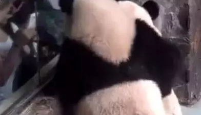 大熊猫趴玻璃啃苹果，没想到小老弟一来笑料百出，网友看后笑惨了
