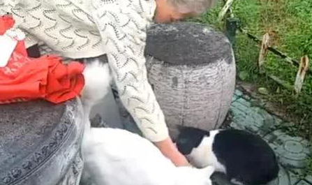 八十多岁老奶奶，每天遛弯喂养流浪猫，坚持六年却被说成没爱心？