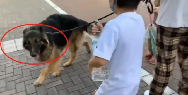德牧去接“姐姐”回家，像保镖一样围在身边，很有安全感啊