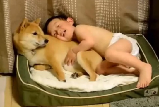 小主人看动画片，柴犬乖乖“举着”平板，狗：我为这个家操碎了心