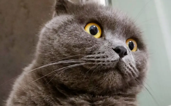 用体温给猫咪一个温暖的家
