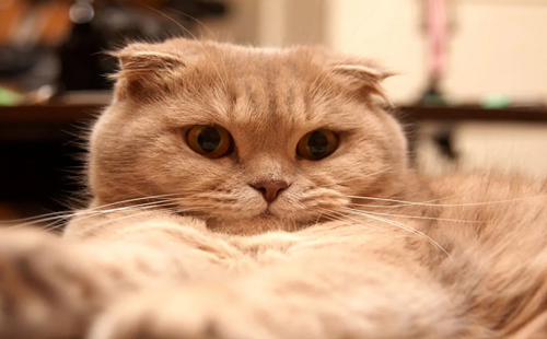 苏格兰猫