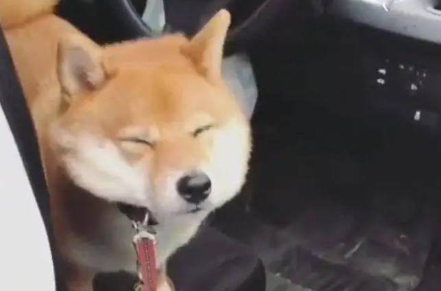 开车带柴犬去遛弯，半途中狗狗说成精就成精，狗主人目瞪口呆