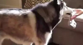 二哈主动伺候主人，得知原因主人笑抽！
