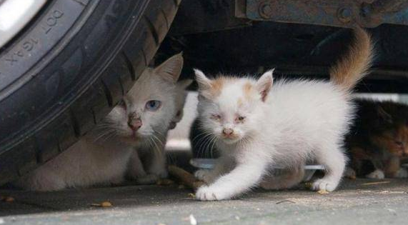 为什么说宠物猫不能流浪？看看这只英短猫，你就知道了！ 