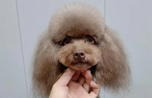 狗狗知识正规狗狗美容包括七个步骤，别被坑了~