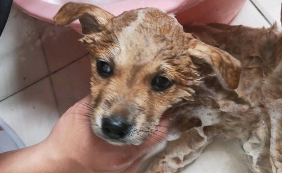 柴犬趴在地上睡觉，突然被抱去洗澡，洗完在主人怀里又睡了 