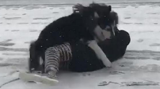 带阿拉斯加出来玩雪，阿拉：进入我的地盘，有你好受的