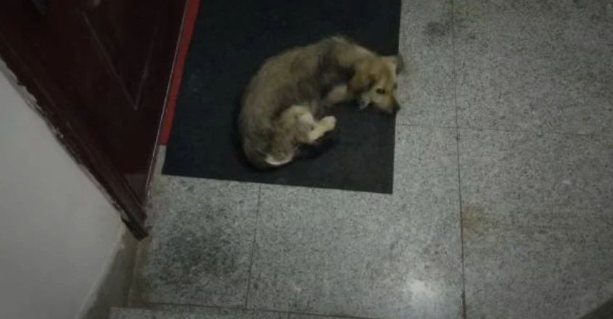 流浪狗妈妈在零下30度里待产，躲进楼道却被驱赶，救下第二天竟...