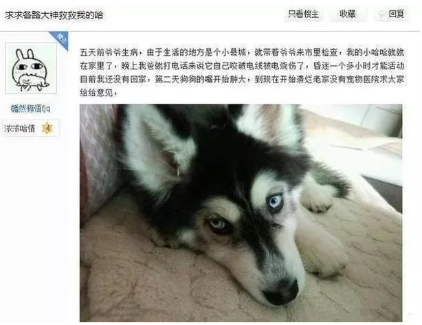 哈士奇咬断电线被电焦！主人：我很忧伤但又忍不住笑啊 