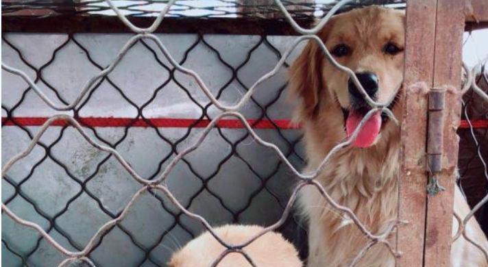 吉林一狗肉馆涉嫌长期倒卖宰杀宠物犬，被食药监查封调查