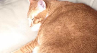 加菲猫守护着熟睡的小主人，像个忠心的保镖，网友：这猫成精了