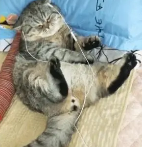 会享受的猫，听着小曲睡着觉，尾巴还跟着音乐节奏舞动