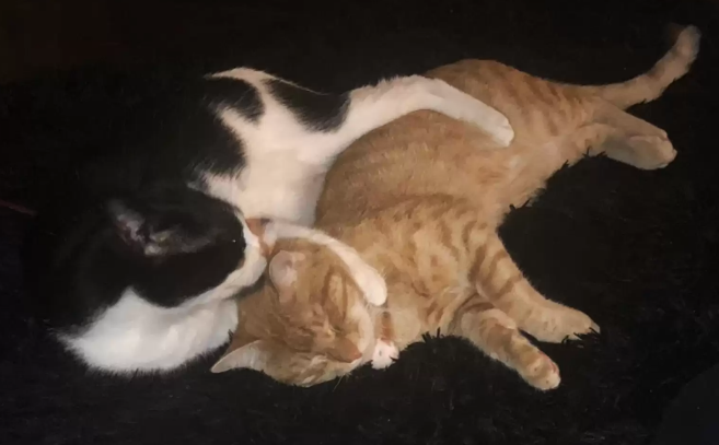 橘猫过于想念主人开始焦虑嚎叫，被身旁的猫咪搂进怀里好一通安慰