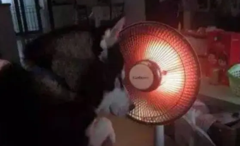 哈士奇本是西伯利亚雪橇犬，结果却在南方冻成狗，冬天需要取暖器