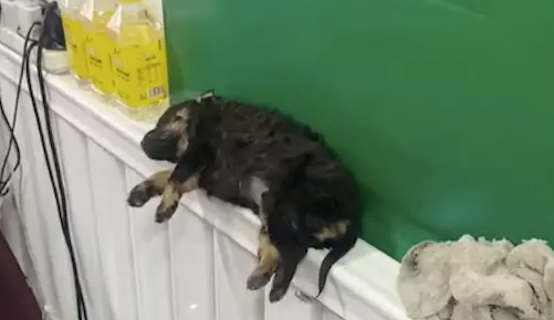 网上买的狗狗，快递运输5天送到身体已僵硬，活下来全凭运气